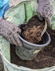 Here, Jimmy fills half the pot with soil. Agaves grown in pots need a soil that will dry out slowly but offer good drainage. Use a potting mix of equal parts compost and soil. Do not use peat moss; its acidity and its water-holding properties are not desirable for growing agaves.