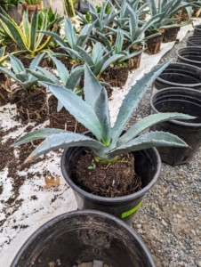 This agave will be very happy in its new container. These agaves were removed from one-gallon pots and will be transplanted into two gallon pots. A rule of thumb when determining what size is good for transplanting - look for a pot that is about two inches larger than the plant's diameter.