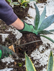 Ryan gives the root ball some beneficial scarifying cuts. Never be afraid to give the roots a good trimming – succulents are very forgiving. And, scarifying stimulates more root growth. Do this whenever transplanting any plant.