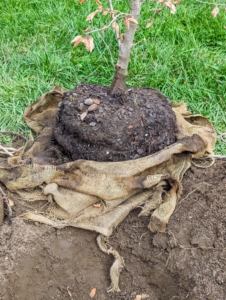 All the burlap wrapping and any twine are removed from the root balls. Some leave them in the ground, but I prefer to remove them completely, so there is nothing blocking the growing roots.