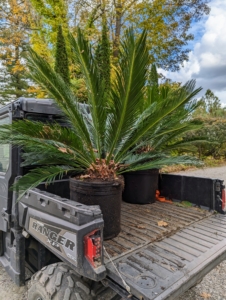 All around the farm, my gardeners and outdoor grounds crew are busy gathering all the plants and taking them to their designated enclosures. Here are two of many sago palms, Cycas revoluta, ready for storage. The sago palm is a popular houseplant known for its feathery foliage and ease of care. Native to the southern islands of Japan, the sago palm goes by several common names, including Japanese palm, funeral palm, sago cycad, or king sago.