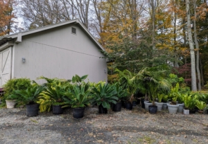 Before storing, all the plants are brought to their designated greenhouse and placed outside, so each one can be inspected, and trimmed or repotted if necessary. Then, by size each one is carried into the structure where they will stay for about seven months.