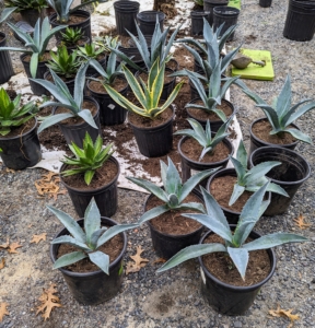 By the afternoon, this entire group of agaves was done and ready to store.