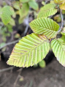 Hornbeams are often confused with the common beech because of their similar leaves; however, the hornbeam leaves are actually smaller and more deeply furrowed than beech leaves. The leaves are deciduous and alternate, with serrated margins.