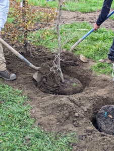 Next, the hole is carefully backfilled. Another rule of thumb is “bare to the flare” meaning only plant up to the flare, where the tree meets the root system.