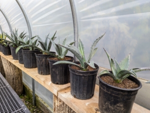 These agaves will be very happy in the hoop house for the winter where they will get plenty of light. Potted agave plants will need to be repotted every other year or so to replenish the soil and root prune the plant. Here they are all lined up on a shelf in the greenhouse, where they will remain for the next seven months.