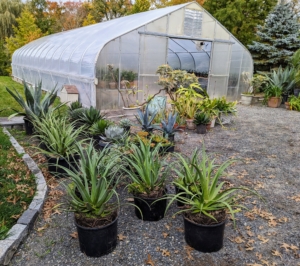 Outside, there is still so much more to be moved and stored. Wait until you see all the plants we fit into these hoop houses. I'll be sure to show you photos.