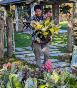Here's Pasang carrying a bromeliad out to the carriage road, where it will be put on one of our trusted Polaris vehicles and driven down to the tropical hoop house.