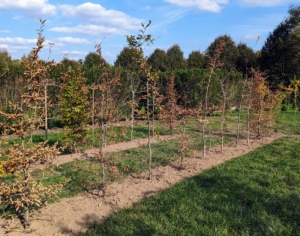 Here is the row all planted – every tree lined up straight.