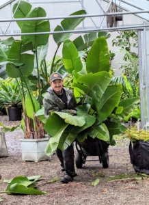 Meanwhile, Chhiring carefully wheels in a potted Bird of Paradise into the hoop house. He moves this very carefully on a hand truck, so the container is not damaged and the branches of the plant are not hurt along the way.