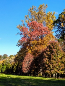 In the Northeast, some trees change early, others late – usually from October to November.
