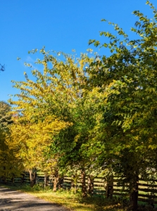 I have beautiful healthy Osage orange trees along three sides of a paddock surrounding the run-in field and shed, not far from my tennis court. Here they are now as the leaves start to change from deep green to bright yellow.