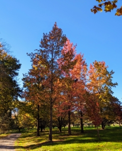 Because of changes in the length of daylight and changes in temperature, leaves stop their food-making process. The chlorophyll breaks down, the green color disappears, and the yellow to gold and orange colors come out and give the leaves part of their fall splendor.