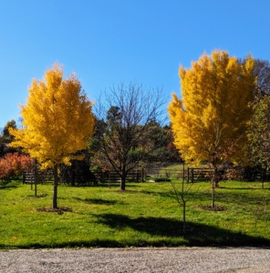 Hard to miss these bright yellow autumn ginkgo trees. I have many around my farm with the biggest and oldest specimen in the sunken garden behind my Summer House. Ginkgo biloba, commonly known as ginkgo or gingko, and also known as the maidenhair tree, is the only living species in the division Ginkgophyta. It is found in fossils dating back 270-million years. Native to China, the ginkgo tree is widely cultivated, and was cultivated early in human history.