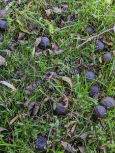 During dormancy, the black walnut can be identified by looking at the nuts that have fallen around the tree. Black walnuts have a yellow-green husk that turns dark brown as it ages.