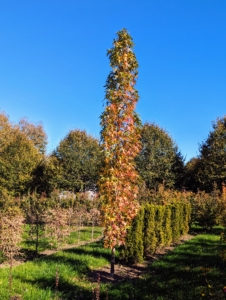 This is one of several Liquidambar styraciflua 'Slender Silhouette' trees, American sweetgums, planted in my maze. As these trees mature, they will maintain their erect, columnar form, growing up to 50 feet tall and only about four-feet wide.