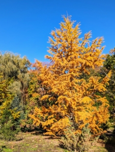 This is the bright yellow American larch, Larix laricina, out in the pinetum. This tree is commonly called tamarack, eastern larch, American larch or hackmatack.