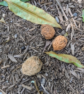 Many almonds fall from the trees on their own. Some of the drupes will open on their own also, exposing the shells, but most will have to be opened manually. Here is nut casing that is removed from the drupe and the hard shell.