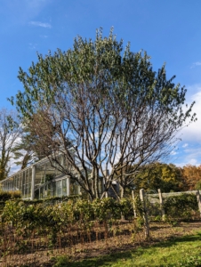 I have two almond trees here at the farm - both on one side of my main greenhouse. They thrive in mild, wet winters, and hot, dry summers in full sun. I am very fortunate these trees are doing so well in this area.