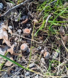Composed of a bowl-like structure known as a cupule and a cap sitting atop, acorns almost always contain one seed each - in very rare cases, two. Acorns have tannins, which taste bitter and are toxic if eaten in large quantities.