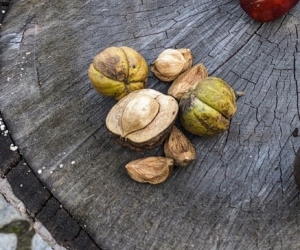 Hickory fruits consist of hard-shelled nuts, surrounded by a woody husk. The husk varies among species as to how easily it splits. The nuts are edible, although they vary in size and taste.