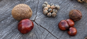 And then drop spiny-shelled fruits containing the seeds, technically known as conkers. Here, they are on each side of the acorns - big and very glossy.