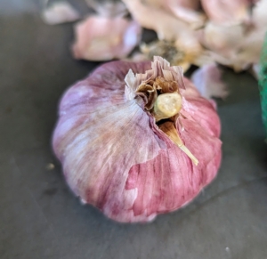 When planting garlic, look for the largest most robust bulbs. There are always about three or four bulbs in each netted pack, and each bulb contains at least four to six cloves – some even more.