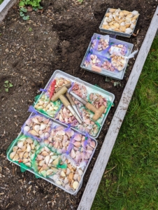 All the garlic is returned to their mesh bags for easy transport to the garden bed - this year located in the far southwest corner of the new vegetable garden.