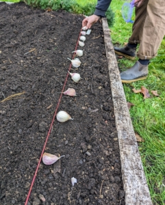 As the rows are made, Brian positions each clove. When planting multiple rows of garlic, be sure the rows are at least one-foot apart.