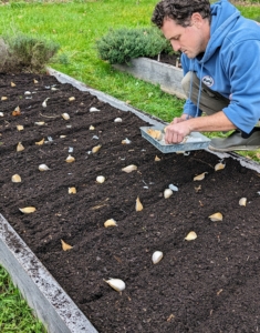 Ryan positions all the Elephant's garlic in a narrow bed next to all the other garlic.