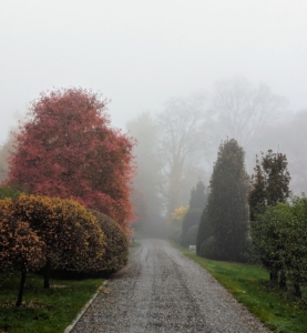 Do you know how fog forms? Fog can form in two ways: either by cooling the air to its dew point or by evaporation and mixing. This happens often when the earth radiates heat at night or in the early morning. This view is of the carriage road just outside my Winter House. The red tree on the left is Nyssa sylvatica, commonly known as tupelo, black tupelo, black gum or sour gum. It is a medium-sized deciduous tree that shows off beautiful, scarlet red leaves in fall and shiny, dark green leaves in summer.