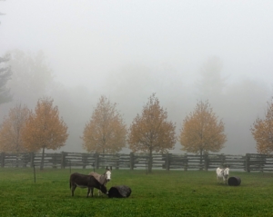 Here are three of my five donkeys in another pasture. Don’t confuse fog and mist. Fog is denser than mist. This means fog contains more water molecules in the same amount of space. Fog cuts visibility down to six-tenths of a mile while mist can reduce visibility to about one to 1.2 miles.