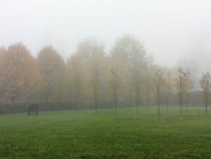 Fog happens when it is very humid. There has to be a lot of water vapor in the air for fog to form. Hard to see through the fog, but this photo shows London planetrees in my maze. And look carefully, my handsome Friesian Rinze is grazing on the left.