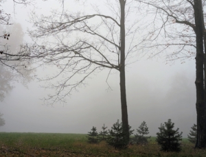 This fog is seen in the middle hayfield. Beyond the trees is an expansive field where I grow lots of hay for my horses.