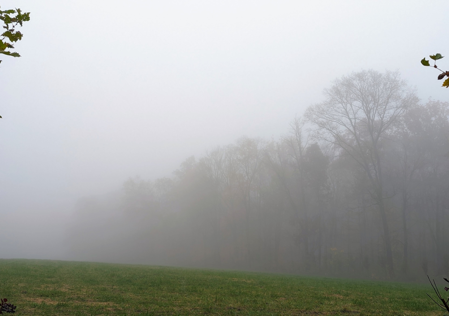 A Dense Fog Over the Farm - The Martha Stewart Blog