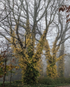 In the fog, the climbing hydrangea vines creeping up the trunks of these bare sugar maples look almost frightening.