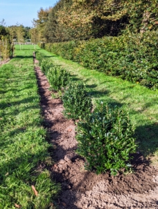Recently, we also planted this row of holly. Many varieties of holly, Ilex, have compact habits and glistening, bright green foliage, that's excellent for hedges, borders, and yes, mazes.
