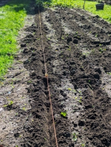 Here is the trench made under the twine. The trenches should be large enough to accommodate the roots without bending them. Strawberries also need slightly acidic soil with a pH between 5.5 and 6.8.