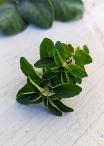 Oregano leaves are generally oval, dark green, and positioned in opposite pairs along the stems. Some varieties have fuzzy leaves.