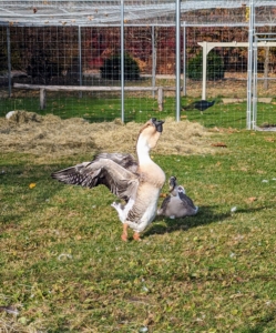 If this is happiness, I think my African geese are very pleased with the delivery of hay.