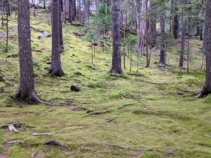 Here is a moss covered forest floor. Mosses are small, non-vascular flowerless plants that typically form dense green clumps or mats, often in damp or shady locations. During summer, we fill garden planters with moss and other natural elements. Once the season is over, we always make sure the moss we harvested is returned to the forest where it can regenerate and flourish.