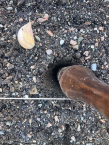 To make the holes for planting garlic, Wendy uses a dibble or a dibber. Although garlic can be planted in the spring as soon as the ground can be worked, fall planting is recommended for most gardeners. This allows extra time for the bulbs to grow and become more flavorful for the summer harvest.