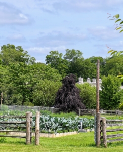 If you follow my blog regularly, you may have seen how I designed and planned this half-acre garden. It is located closer to my home just south of the stable in a pasture that was once used by my donkeys.