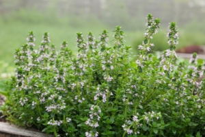 Here is our thyme growing in the bed. The flowers are tiny, tubular, and colors vary from white, pink, and purple. The flowers of thyme are rich in nectar and attractive to bees and butterflies.