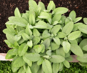 This year, I planted herbs at both ends of each bed in my garden. Here is the sage growing at the end of one of our center beds, where we also grew beans, cucumbers, and sunflowers. Sage should be planted in well-draining soil and in full sun.