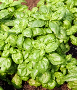 Basil is a tender plant that can be sown outdoors once temperatures warm up in early summer.