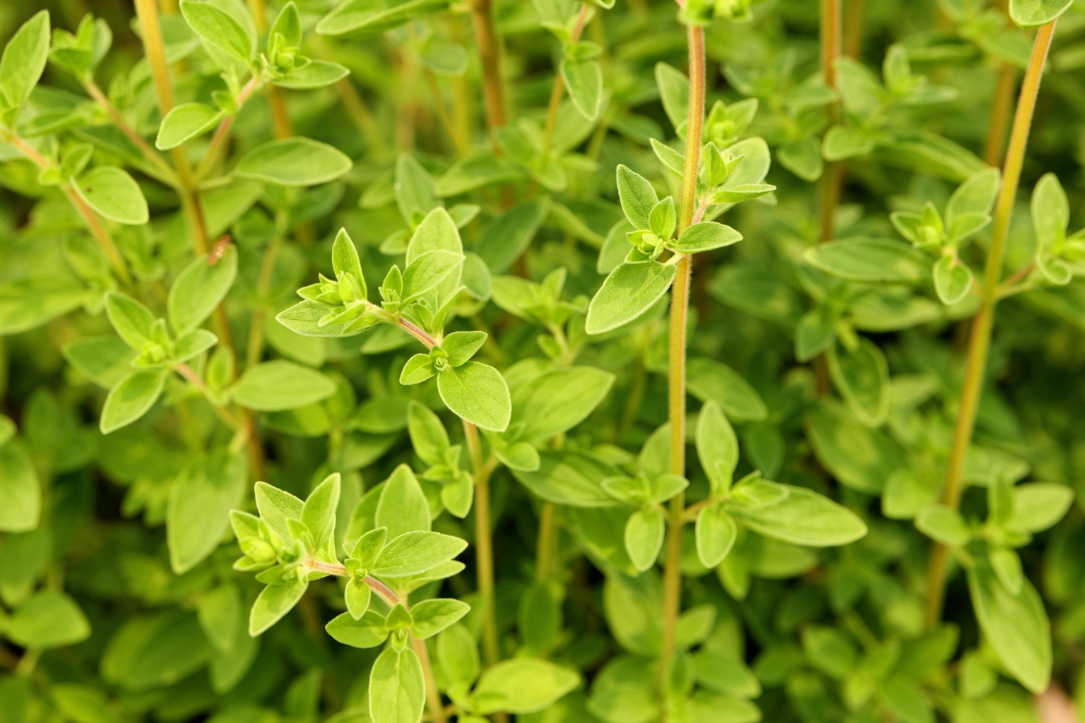 Herbs at the Farm - The Martha Stewart Blog