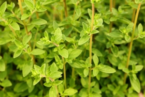 Oregano is also an herb from the mint, or Lamiaceae family. Oregano is strongly aromatic and has a slightly bitter, pungent flavor.