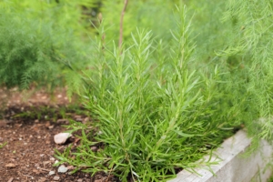 Rosemary, Rosmarinus officinalis L. is an evergreen bushy shrub which grows along the Mediterranean Sea, and sub-Himalayan areas. It is widely used as a spice when cooking, especially in Mediterranean dishes.