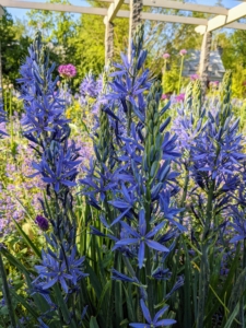 Camassia is a genus of plants in the asparagus family native to Canada and the United States. Common names include camas, quamash, Indian hyacinth, camash, and wild hyacinth. They grow to a height of 12 to 50 inches and vary in color from pale lilac or white to deep purple or blue-violet.